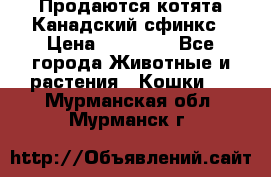 Продаются котята Канадский сфинкс › Цена ­ 15 000 - Все города Животные и растения » Кошки   . Мурманская обл.,Мурманск г.